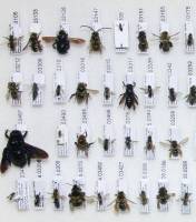 Collection d'abeilles sauvages